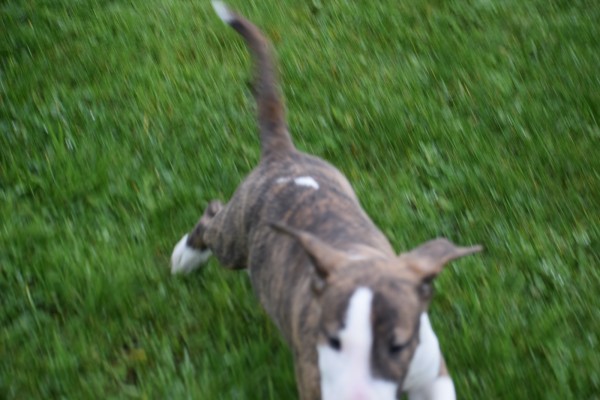 Bull Terrier (reu) 66653