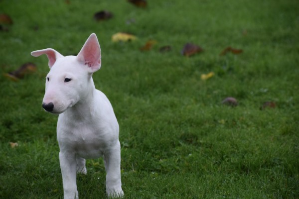 Bull Terrier (teef) 66658