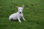 Bull Terrier (teef) 66658