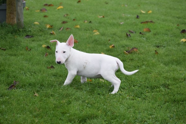 Bull Terrier (teef) 66658