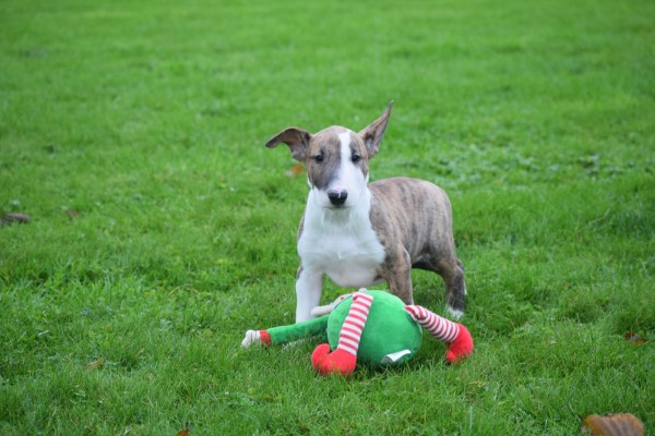 Bull Terrier (reu) 66657