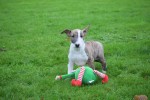 Bull Terrier (reu) 66657
