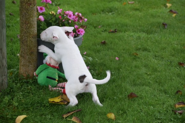 Bull Terrier (teef) 66654