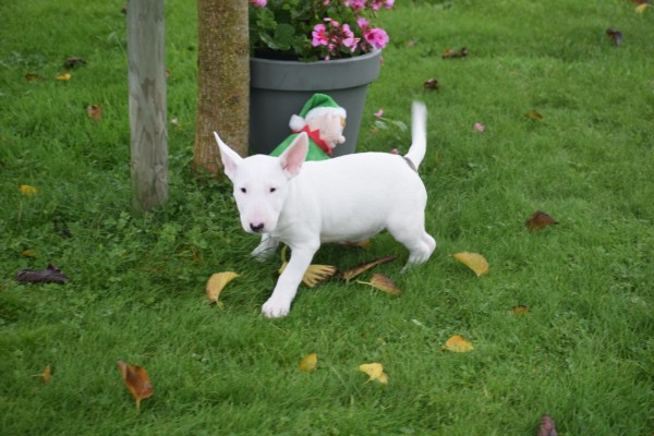 Bull Terrier (teef) 66654
