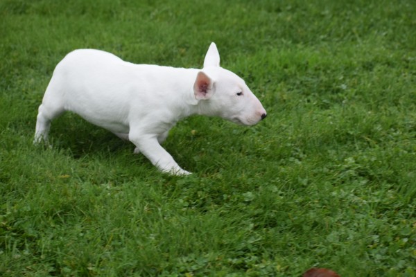 Bull Terrier (teef) 66654