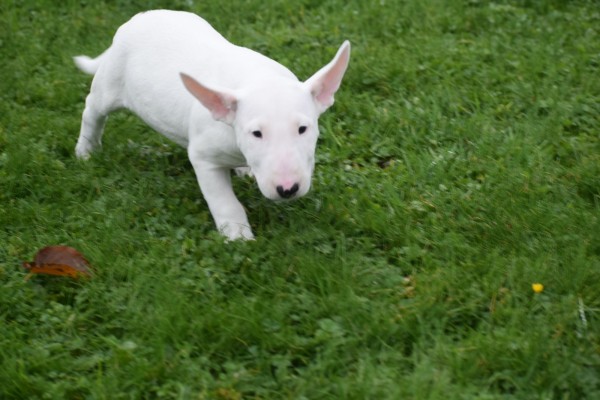 Bull Terrier (teef) 66654
