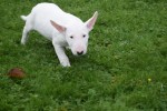 Bull Terrier (teef) 66654