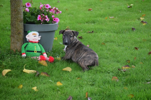 Bull Terrier (teef) 66656