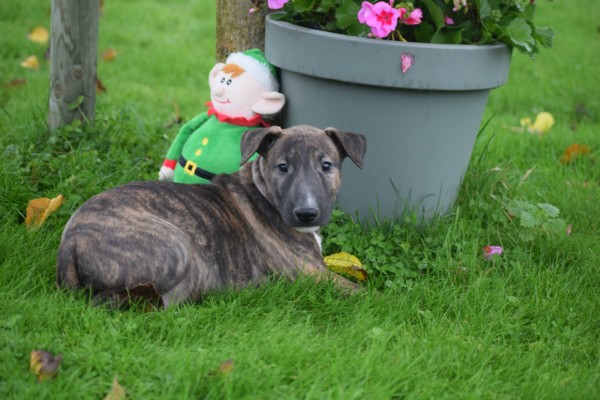 Bull Terrier (teef) 66656