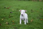 Bull Terrier (reu) 66651