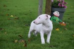 Bull Terrier (reu) 66651