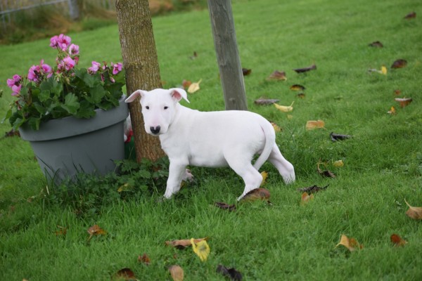 Bull Terrier (reu) 66651