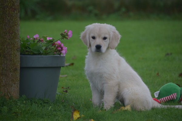 Golden Retriever (teef) 75596