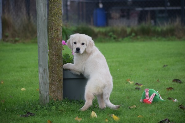 Golden Retriever (teef) 75596