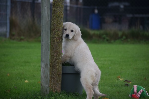 Golden Retriever (teef) 75596
