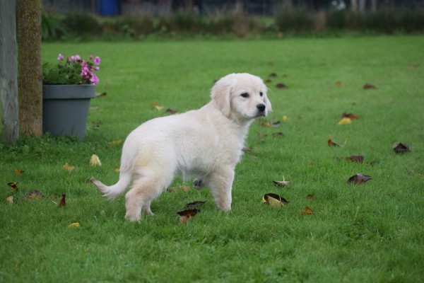 Golden Retriever (teef) 75596