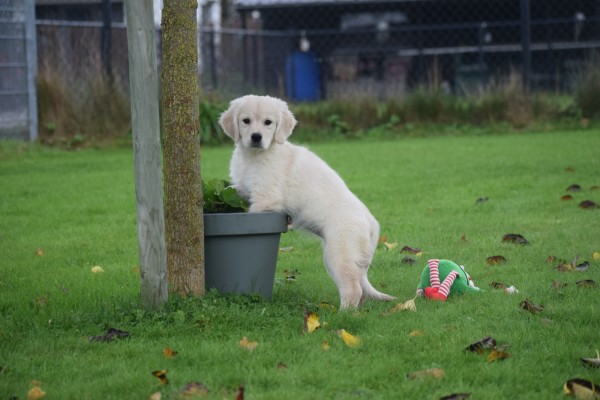 Golden Retriever (teef) 75596