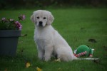Golden Retriever (teef) 75596