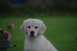 Golden Retriever (teef) 75596