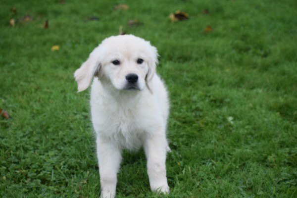 Golden Retriever (teef) 75596