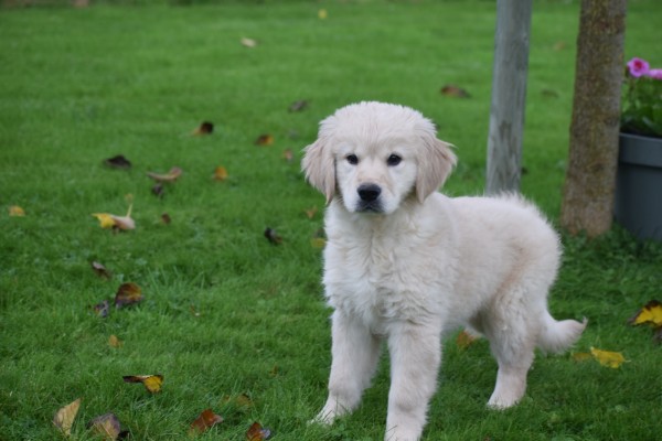 Golden Retriever (teef) 75595