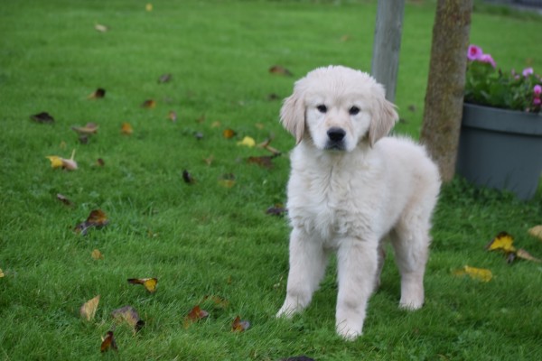 Golden Retriever (teef) 75595