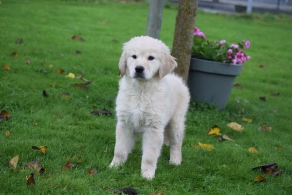 Golden Retriever (teef) 75595