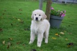 Golden Retriever (teef) 75595
