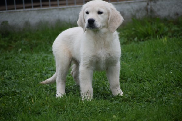 Golden Retriever (reu) 75578