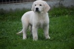 Golden Retriever (reu) 75578