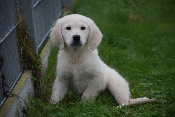 Golden Retriever (reu) 75578