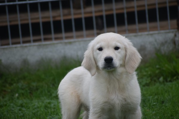 Golden Retriever (reu) 75578