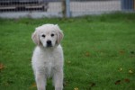 Golden Retriever (reu) 75579