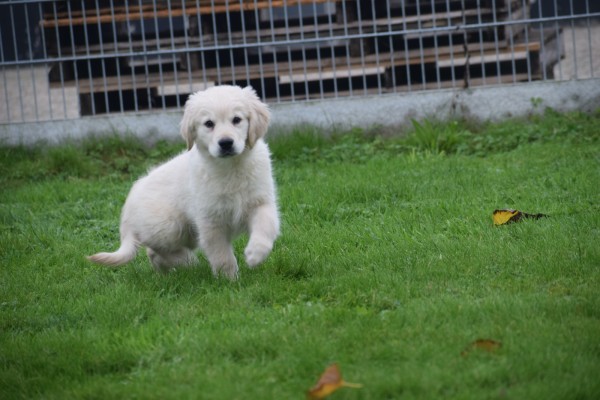 Golden Retriever (reu) 75579