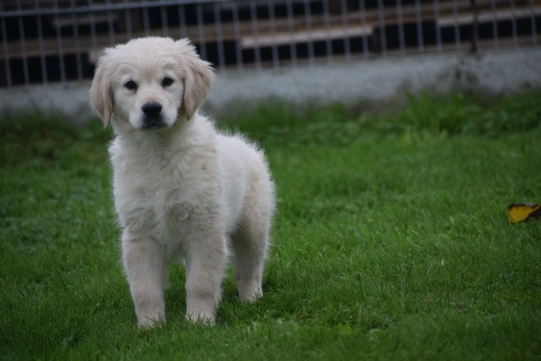 Golden Retriever (reu) 75579