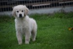 Golden Retriever (reu) 75579
