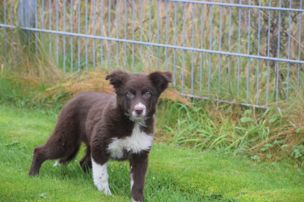 Border Collie (teef) 66997