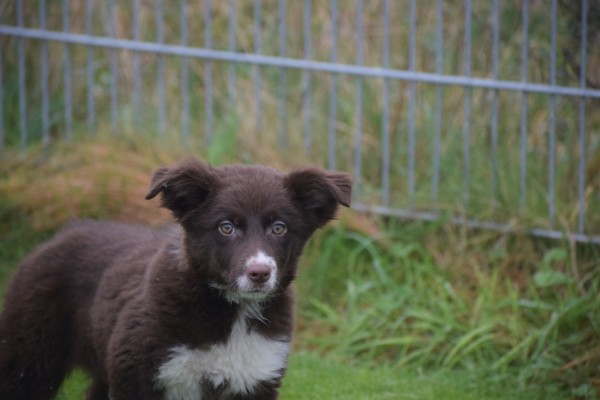 Border Collie (teef) 66997