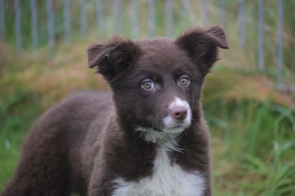 Border Collie (teef) 66997