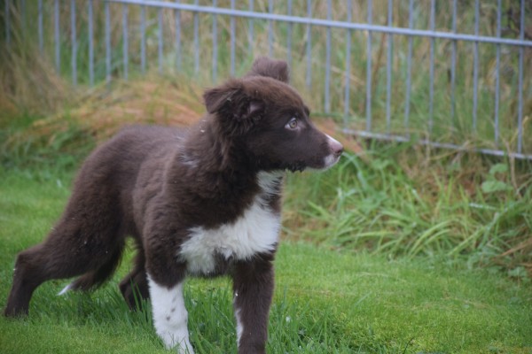 Border Collie (teef) 66997