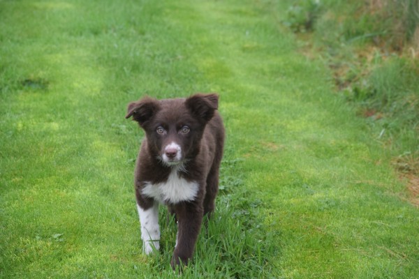 Border Collie (teef) 66997
