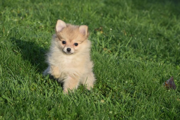 Keeshond (teef) 39764