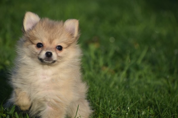 Keeshond (teef) 39764