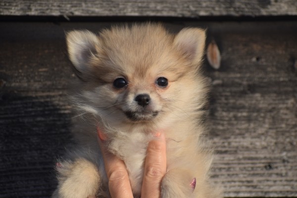 Keeshond (teef) 39764