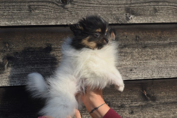 Keeshond (teef) 39496