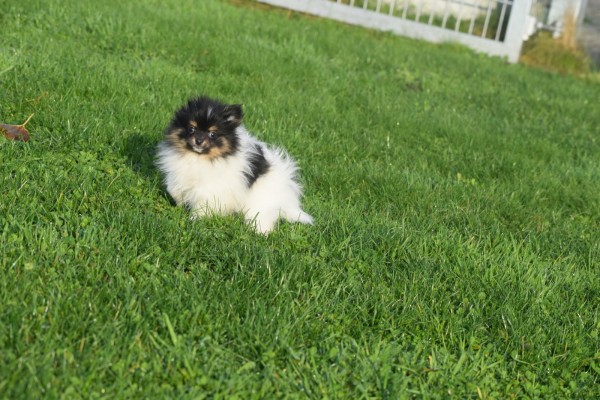 Keeshond (teef) 39496