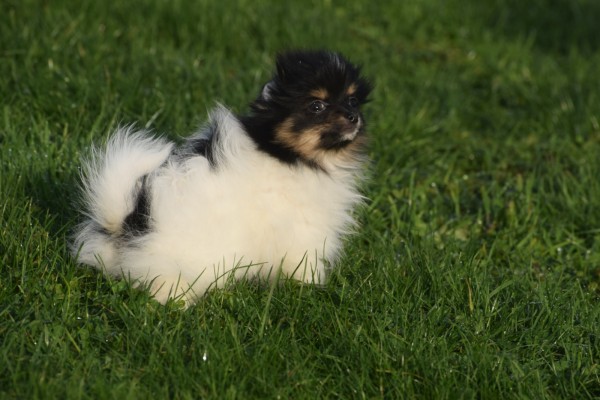 Keeshond (teef) 39496