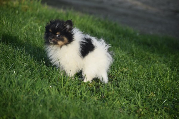 Keeshond (teef) 39496