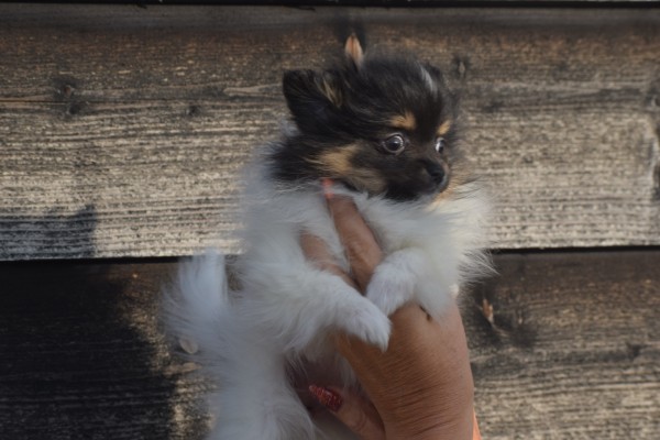 Keeshond (teef) 39496