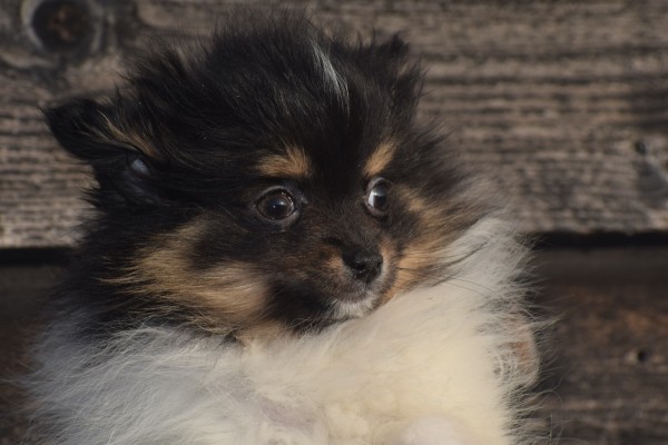 Keeshond (teef) 39496